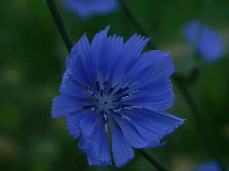 a blue flower in the middle of green leaves