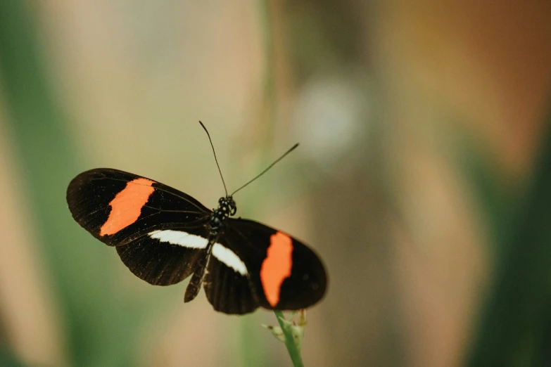 a black, red and white erfly with red spots is resting on a plant