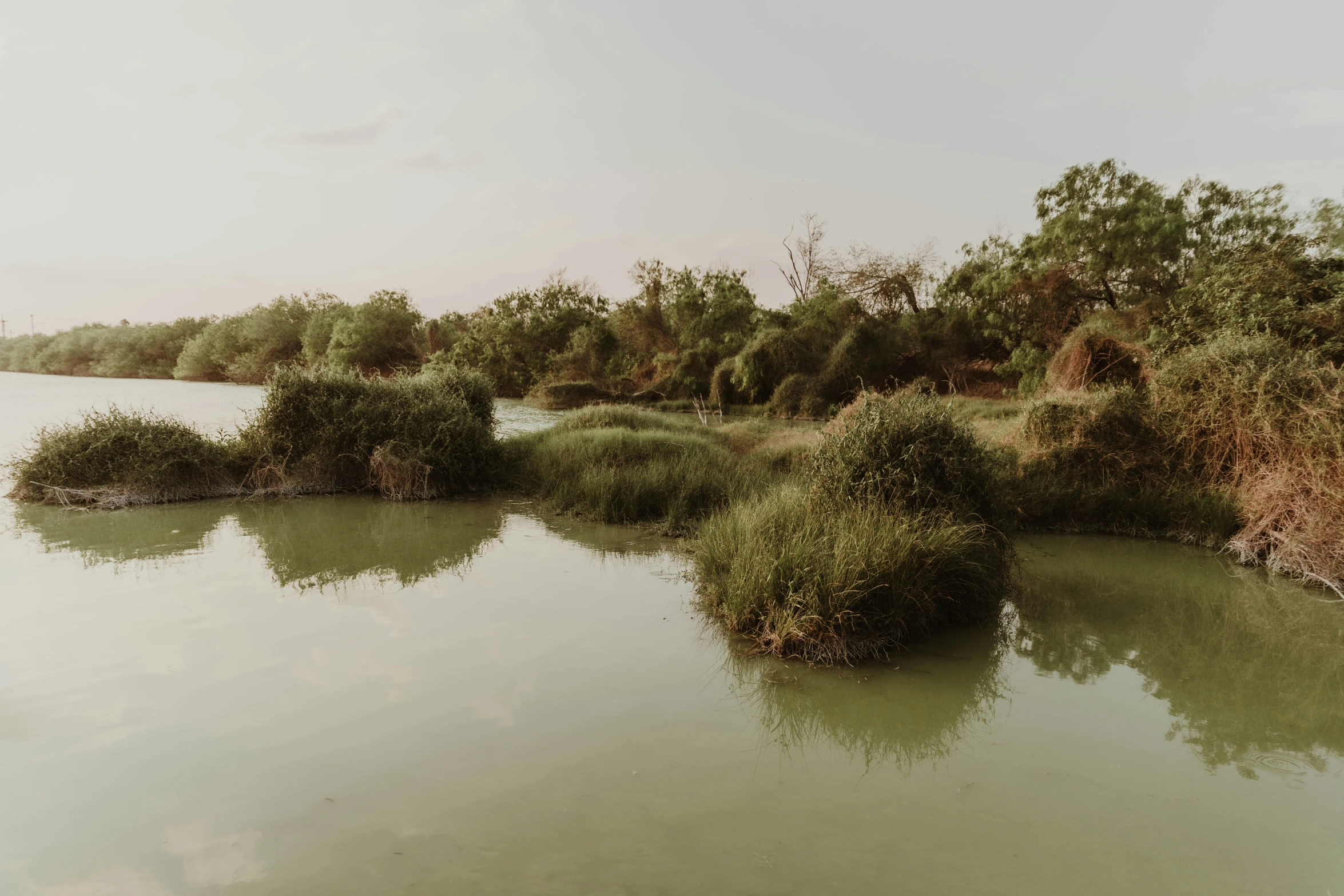 several bushes and plants sticking out of the water