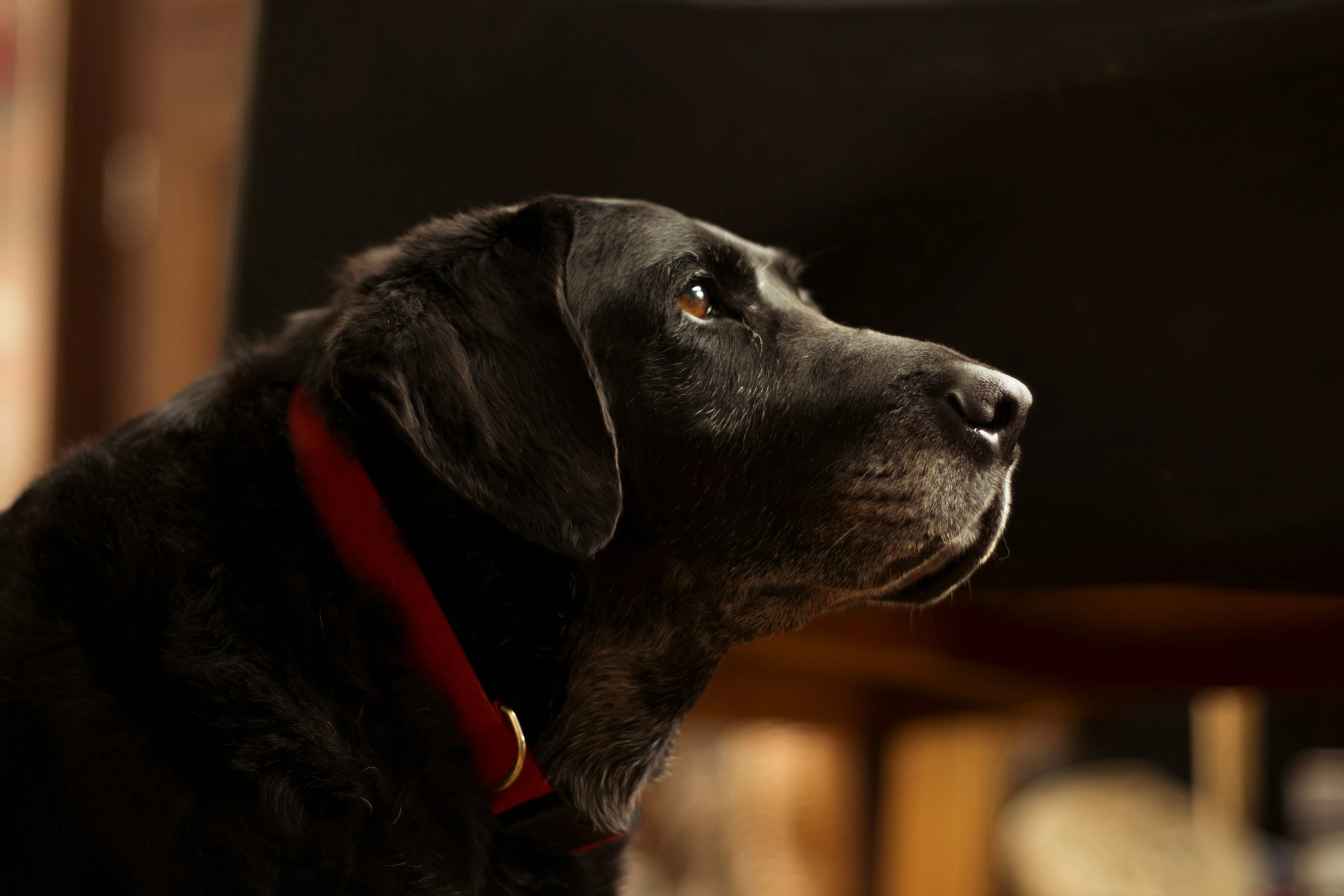 a dog looking up while sitting on a chair