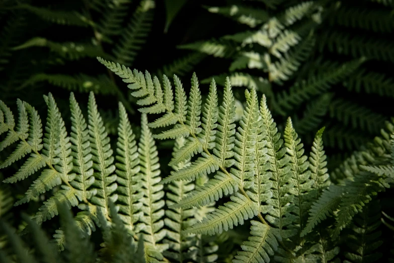 green leaves of a fern plant in a bush