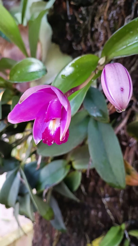 a pink flower growing from the top of a tree