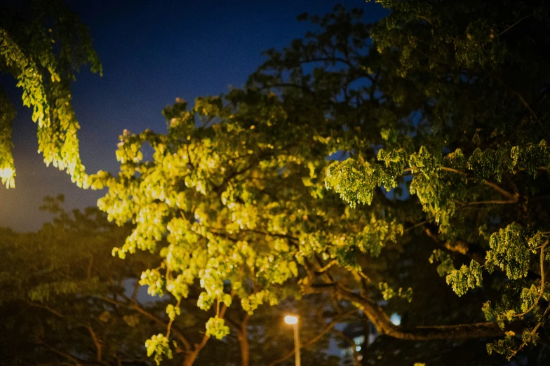 a large tree with light from it in the dark