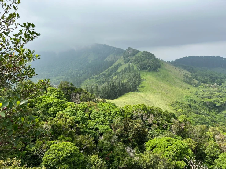 a lush green forest with mountains in the distance