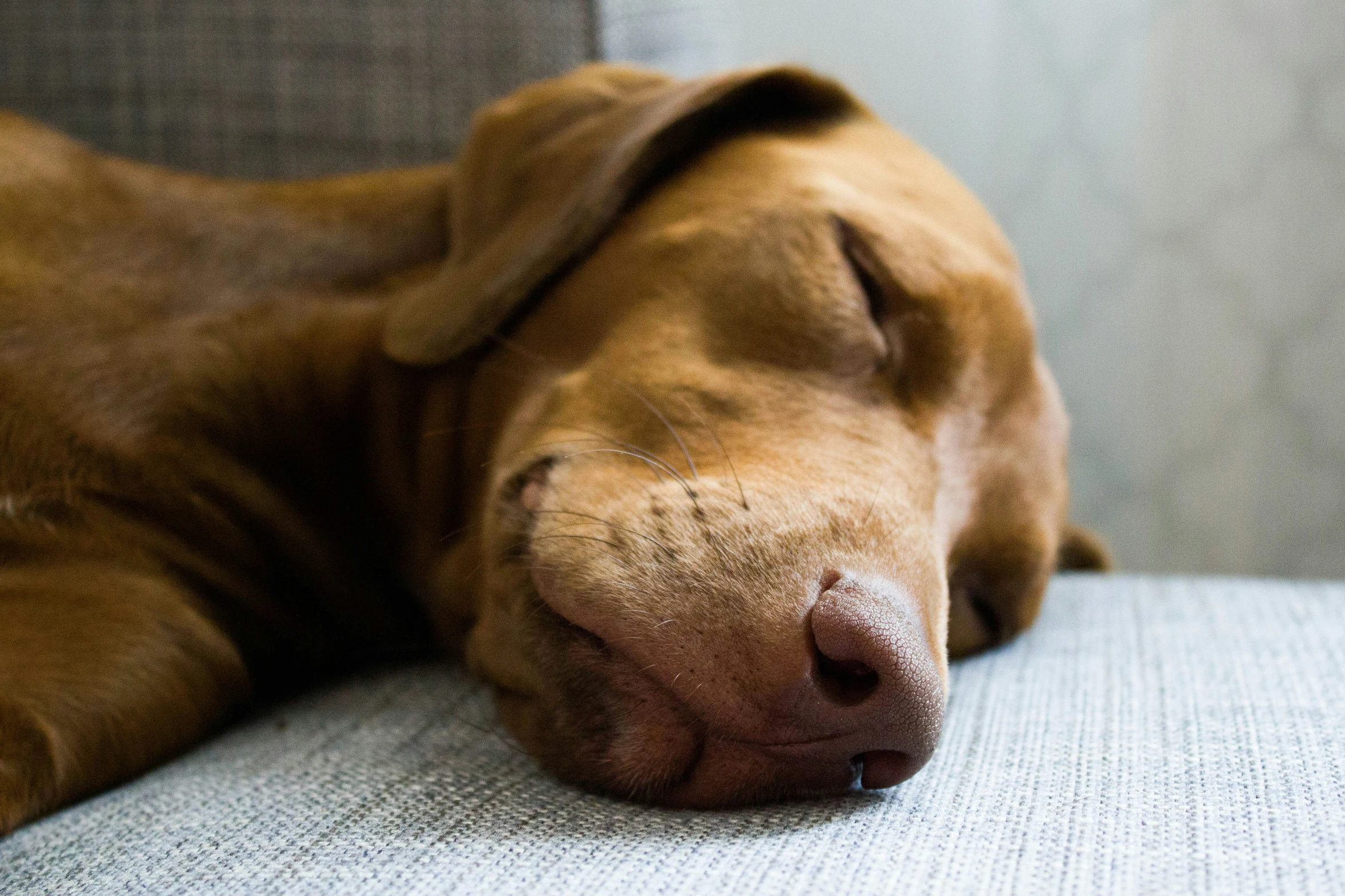 a close up of a dog sleeping on a couch