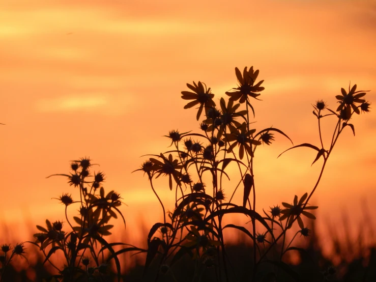 flowers in the foreground and some silhouettes against a vint sky