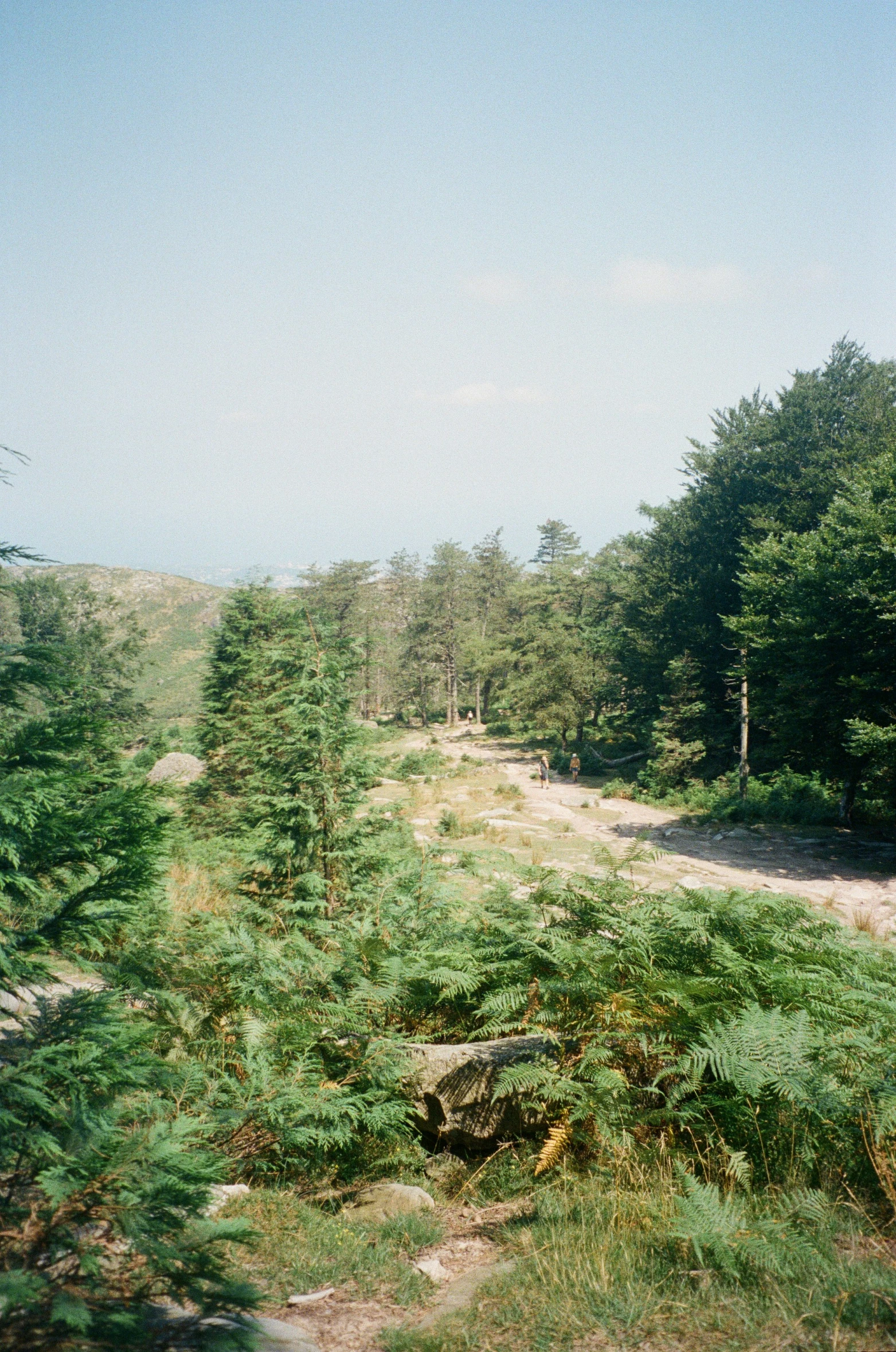 a road is covered with pine trees and bushes