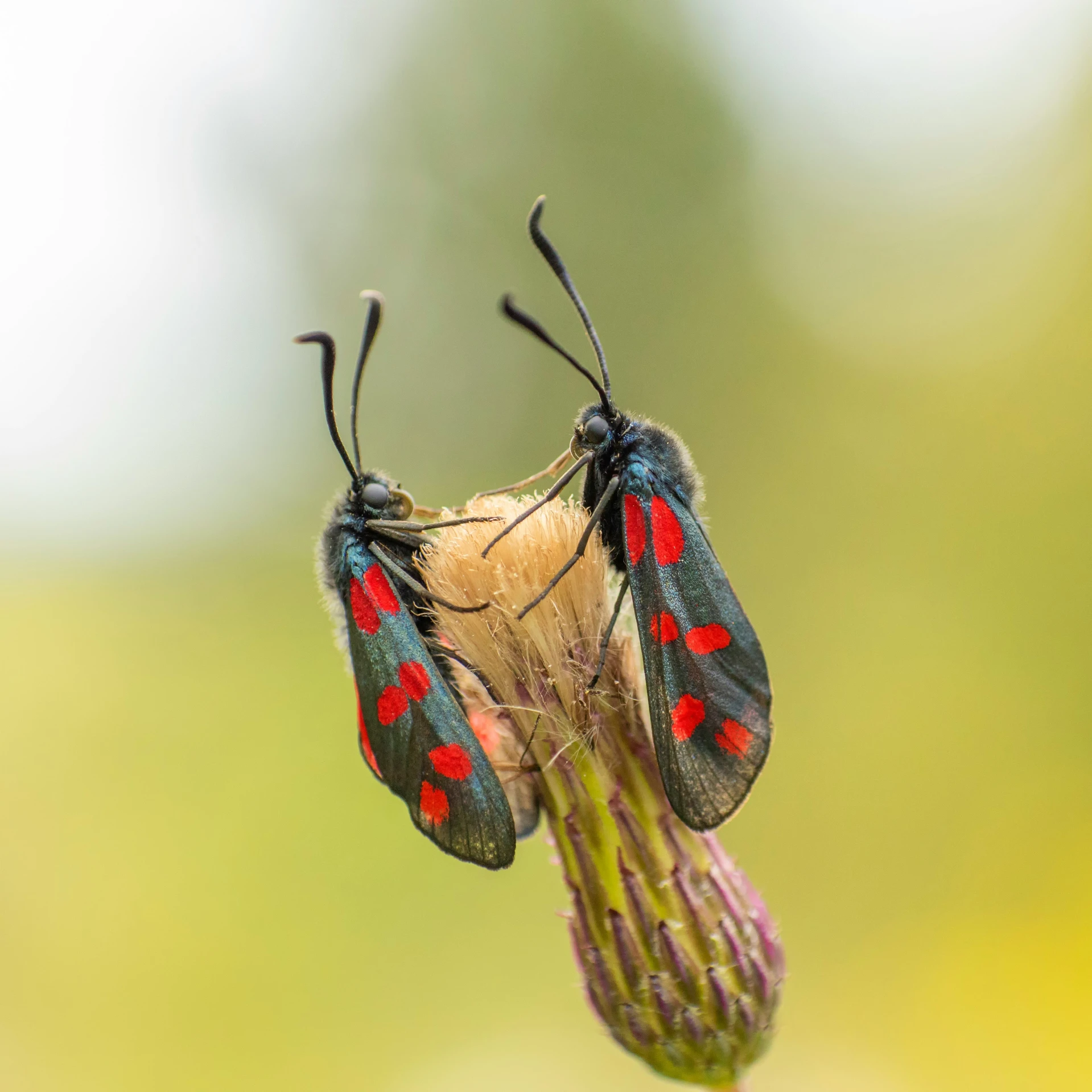 two bugs on top of a flower with red markings