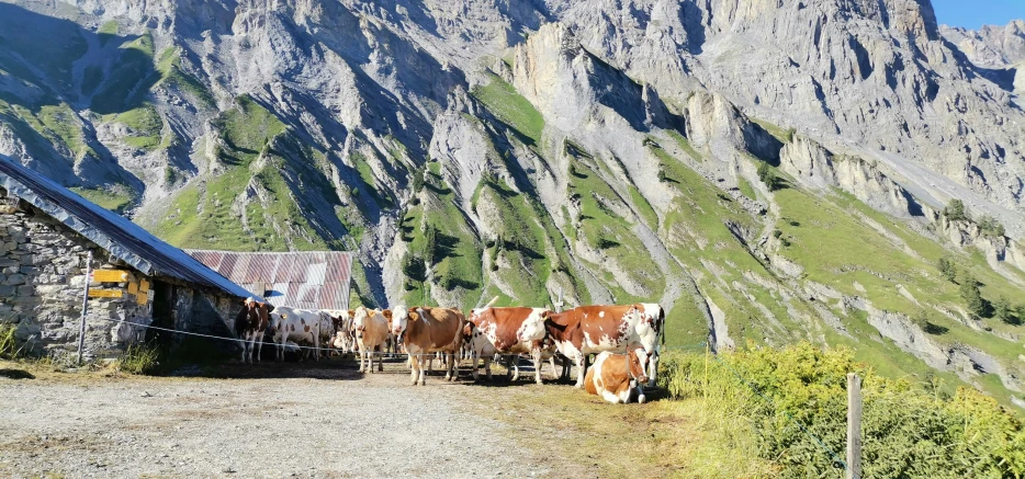 herd of cows on a dirt road surrounded by green mountains