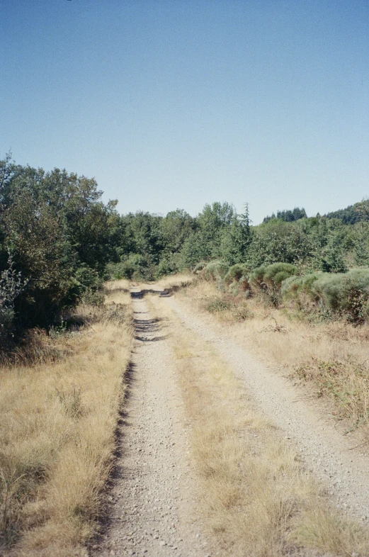 a dirt road with an open field to the left and trees on the other side