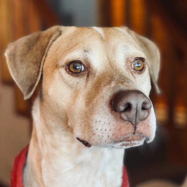 a close up of a dog with blue eyes