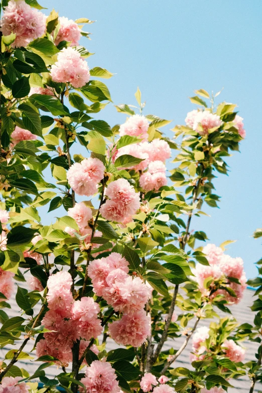 pink flowers on top of a nch in a garden