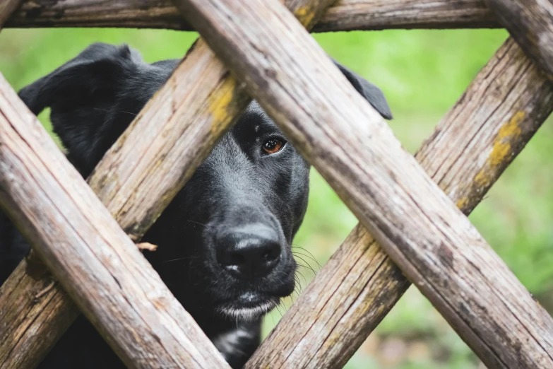 a dog poking its head through the gap in a wooden enclosure