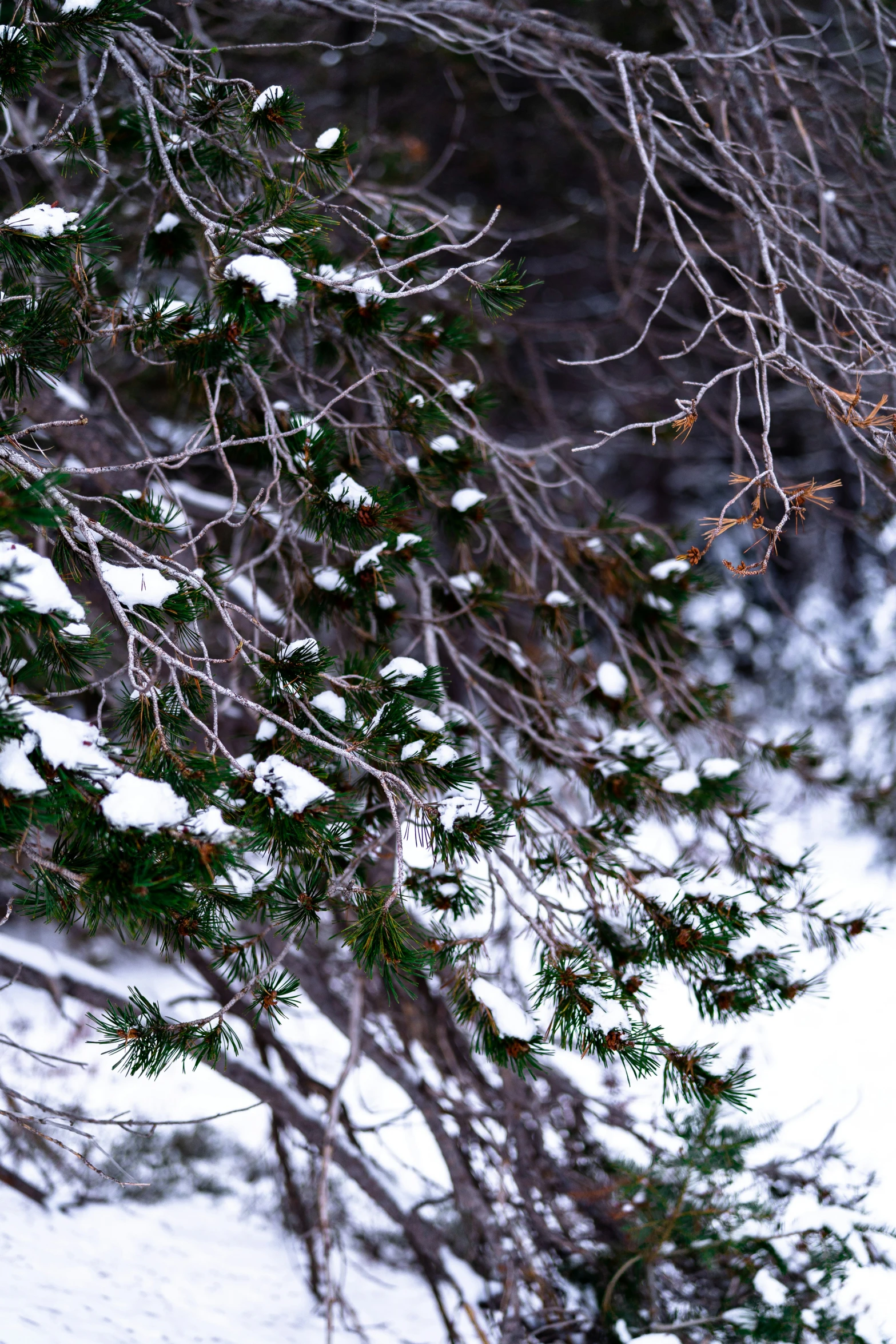 the nch of the tree is covered with snow