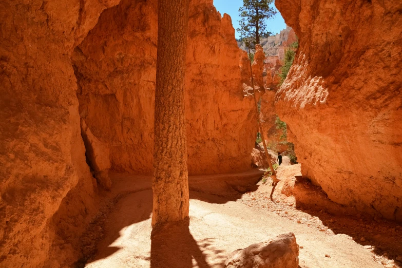 a shadow cast by the trees in a narrow section of canyon