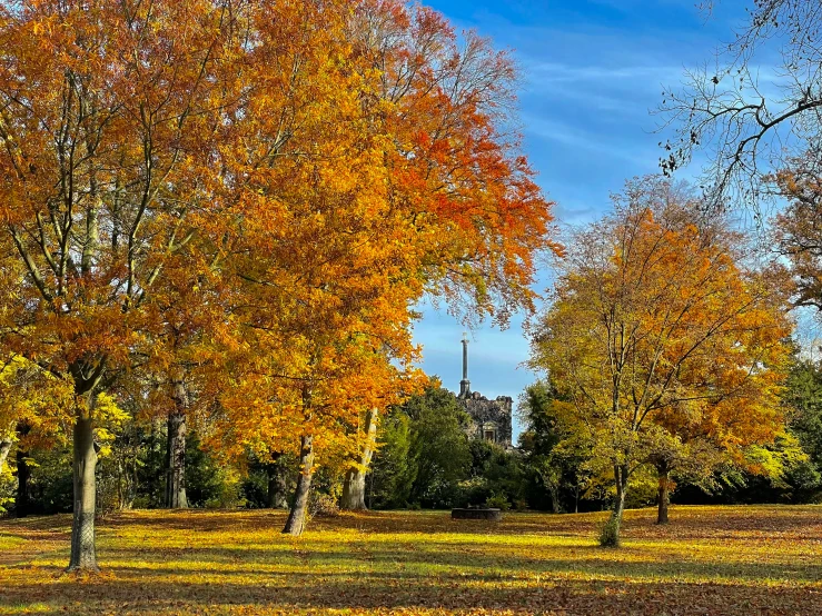 trees lining an avenue in autumn near a monument