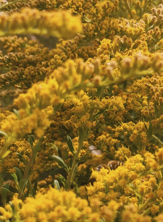 a group of yellow flowers in the sunlight