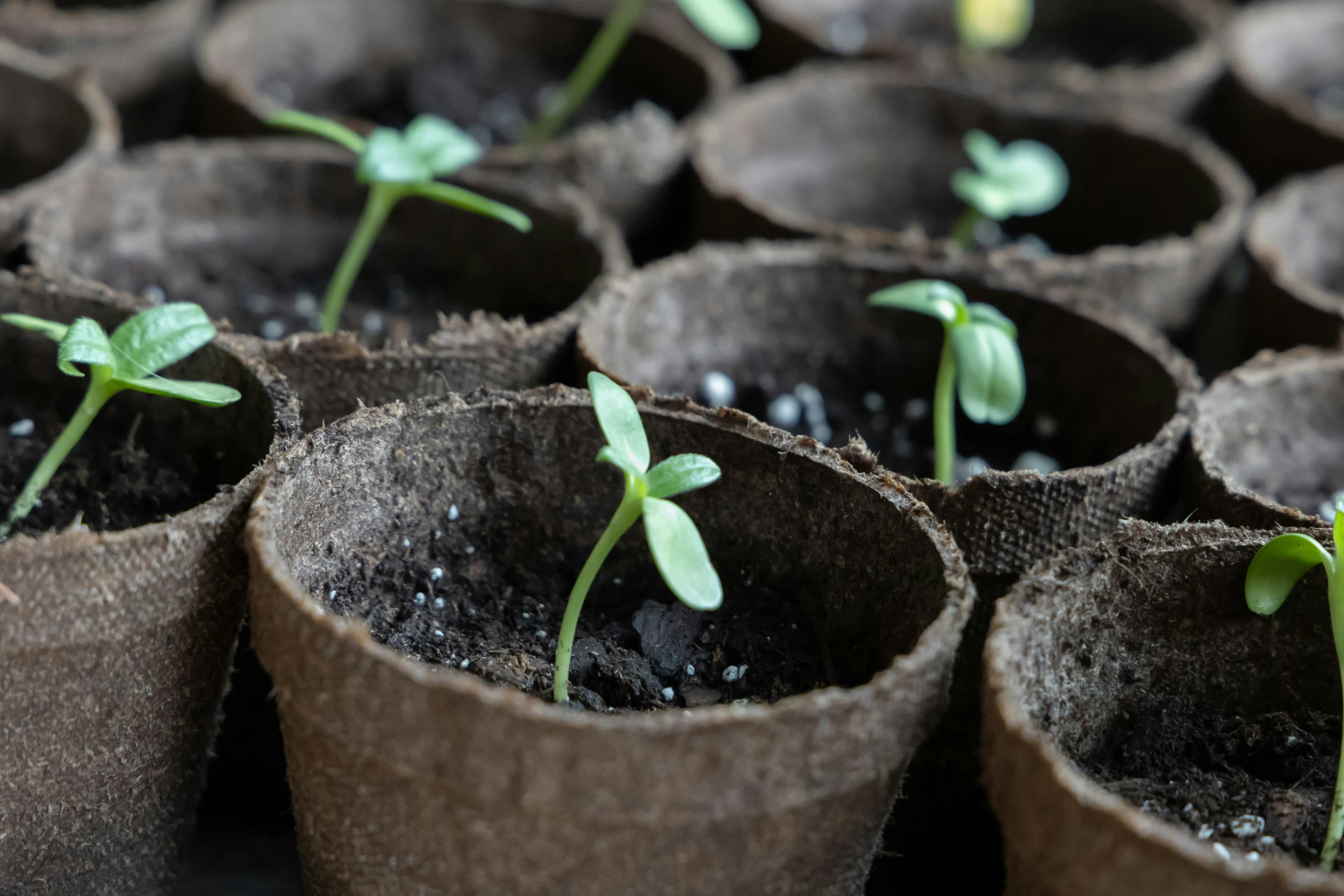 young plants with little seeds are growing out of the seed bags