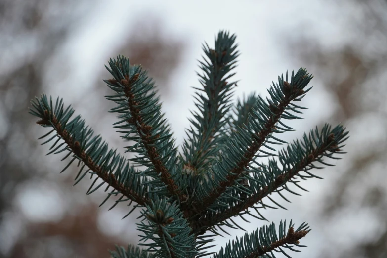 the nches of a pine tree with some snow on it