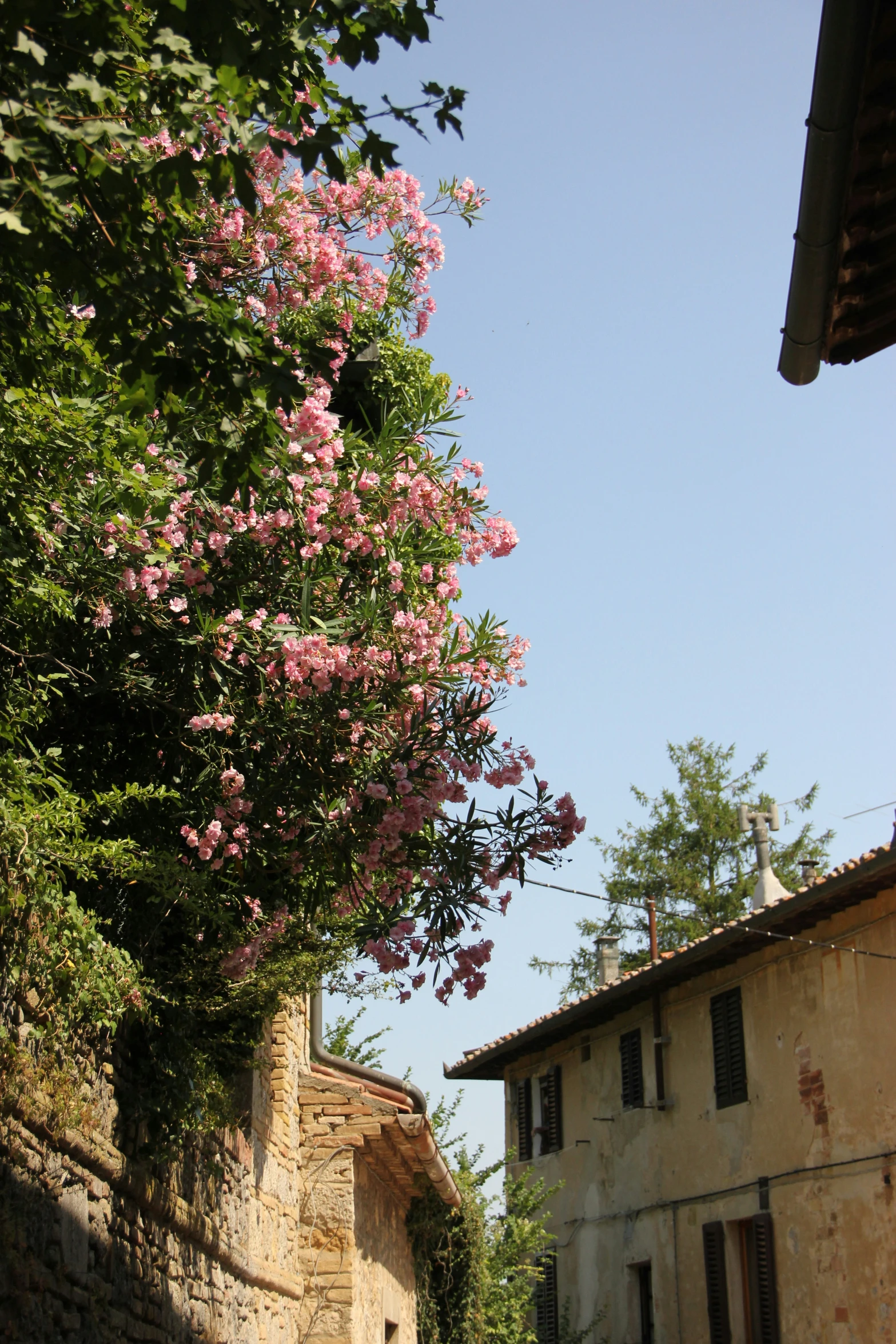 a bunch of flowers on trees growing around houses