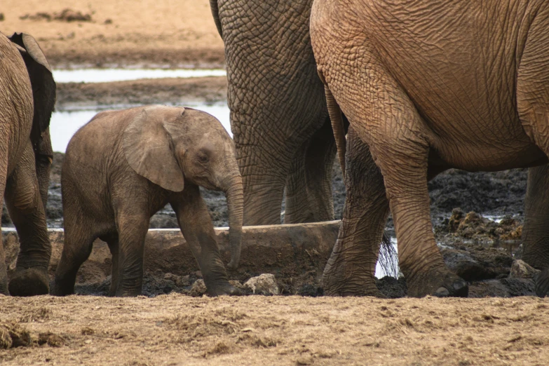 a baby elephant is being milk by several other elephants