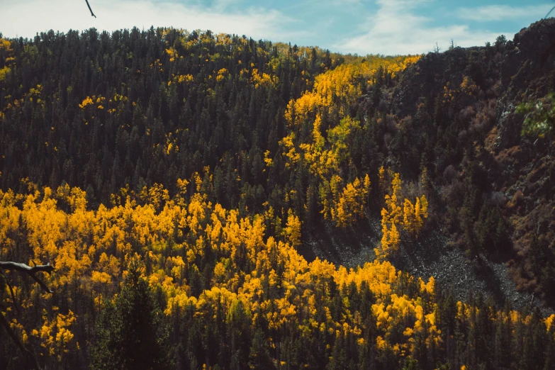 a view of trees in fall color from above