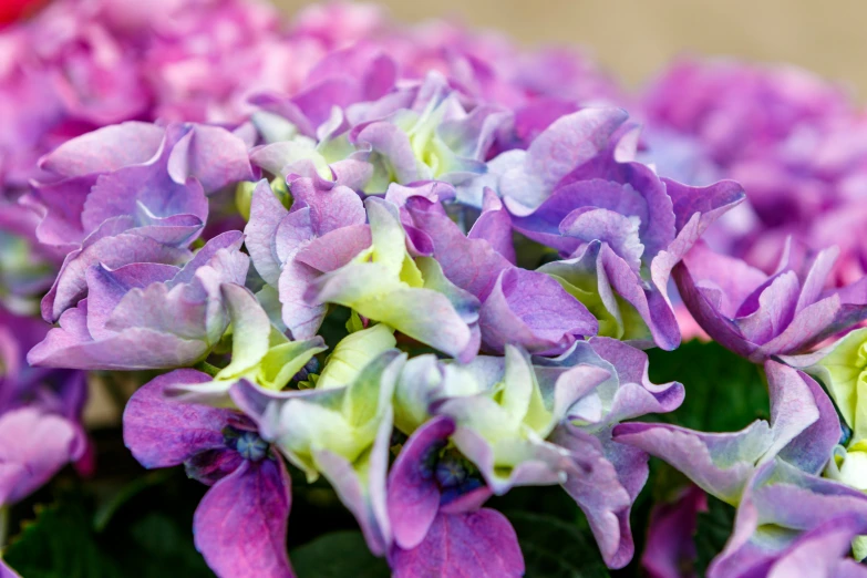 several flowers that are purple and yellow