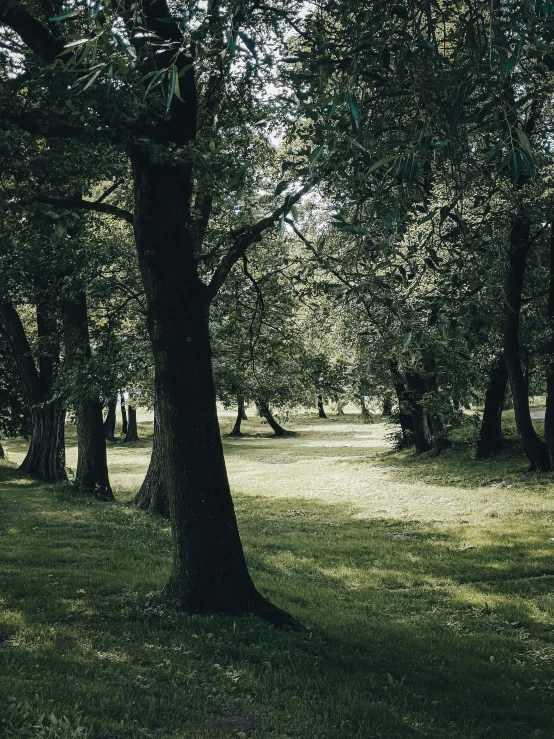 a large park with some grass and trees