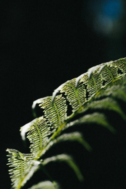 fern leaves with blurred background and shallow focus