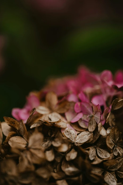 many small pink flowers in a vase