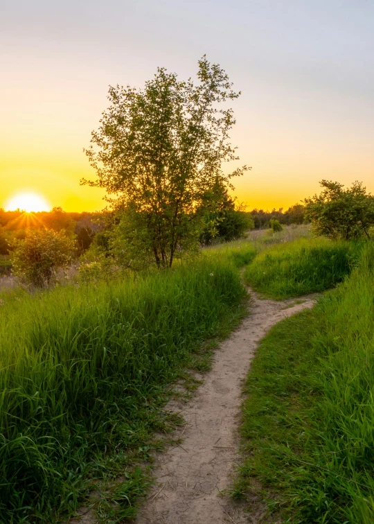 a trail runs through a lush green field