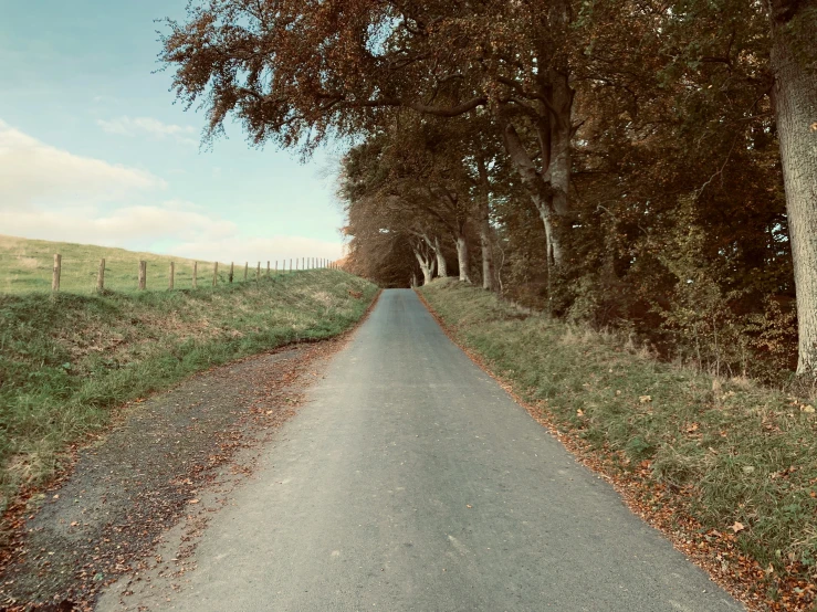 a country road leads into the distance surrounded by trees