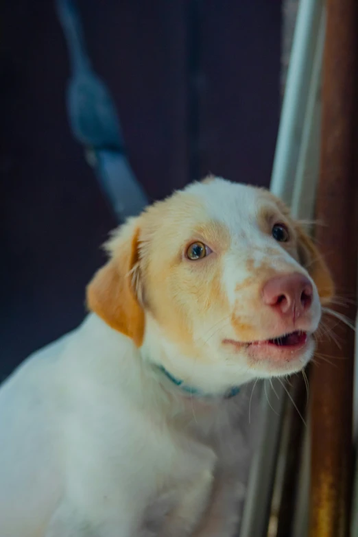 a cute little dog sitting behind a door