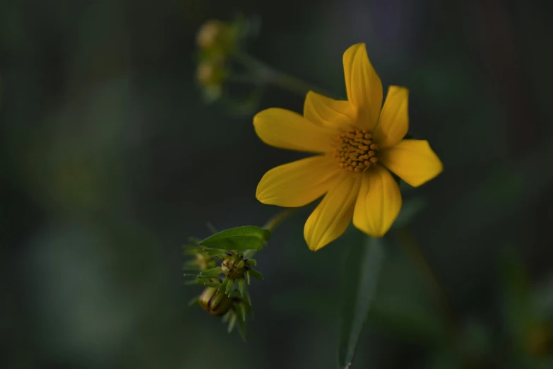 closeup po of a single yellow daisy