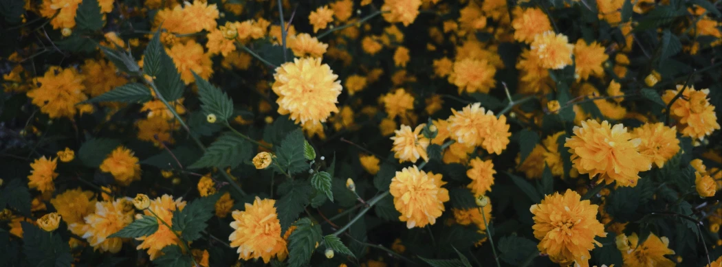 several yellow flowers with leaves and stems