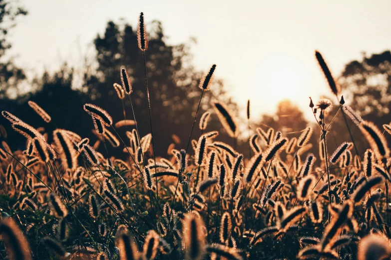 grasses are blowing in the wind against a pale sky