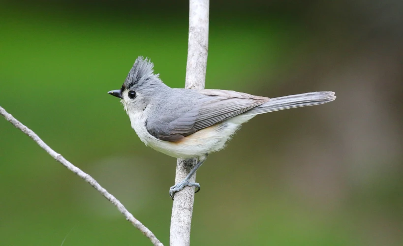 the bird is perched on the limb of the tree