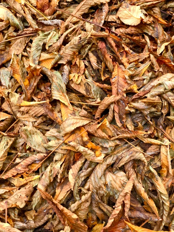 a pile of brown leaf on top of it