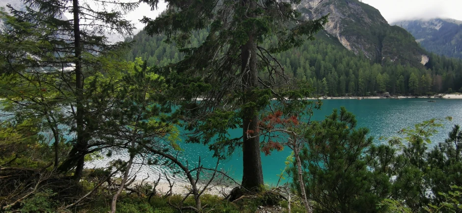 trees and other foliage in a forest by a large body of water