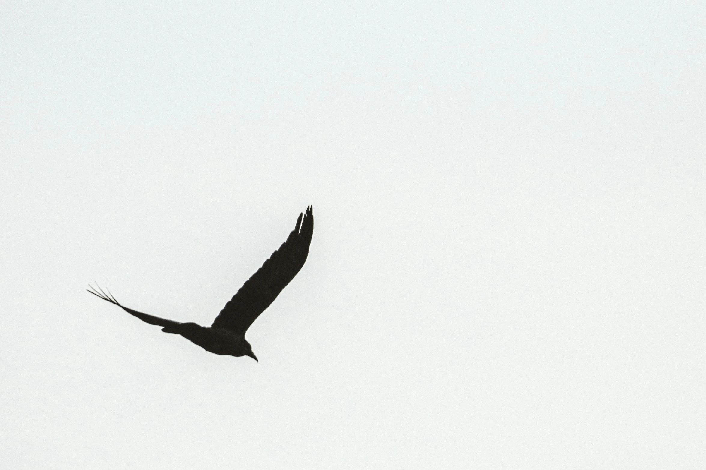 a black bird flying through a white sky