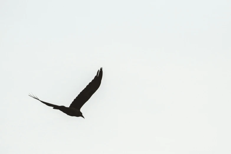 a black bird flying through a white sky