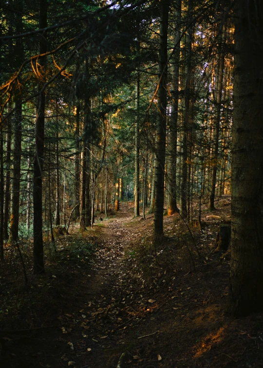 an empty trail in the middle of a forest