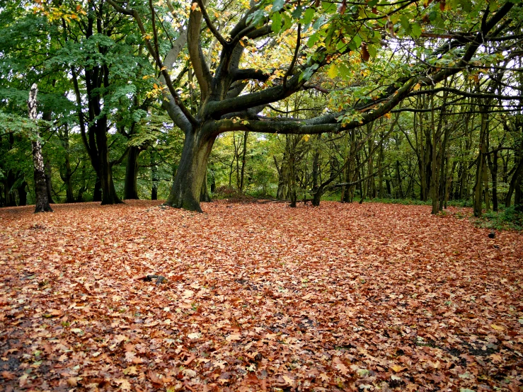 trees with fallen leaves in a green forest