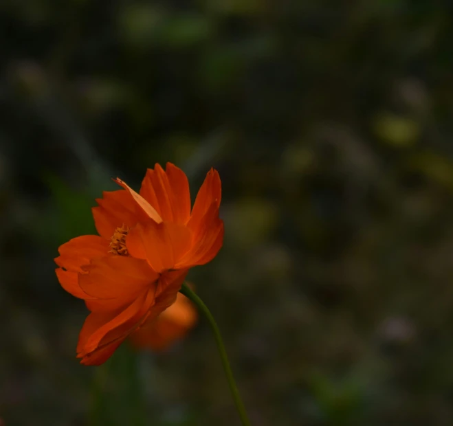 an orange flower is on a stem in the background is blurry grass