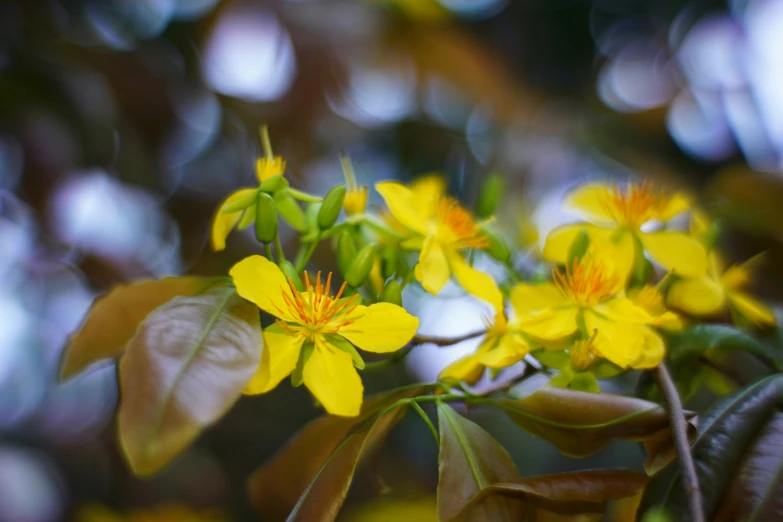 bright yellow flowers blooming on green nches