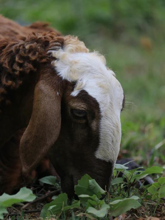 the calf is looking for food in the grass