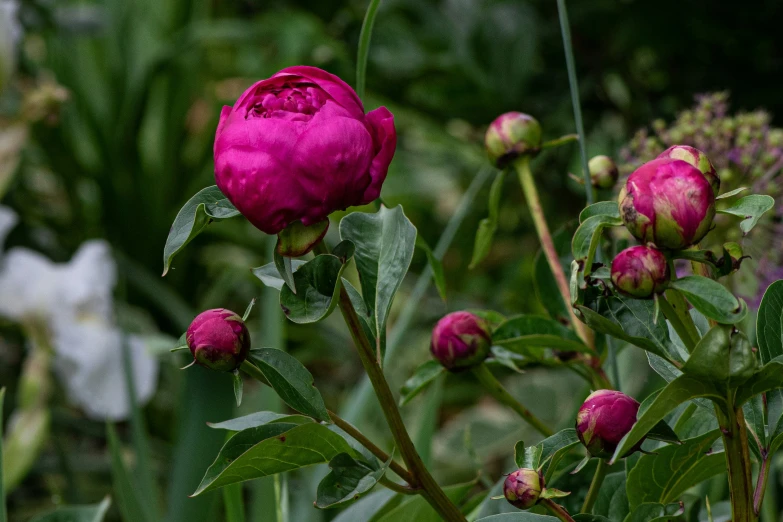 a large pink flower budding next to some flowers