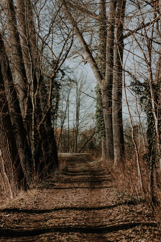 a dirt road in the woods surrounded by trees