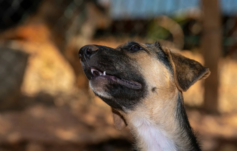 there is a dog that has his face in the air