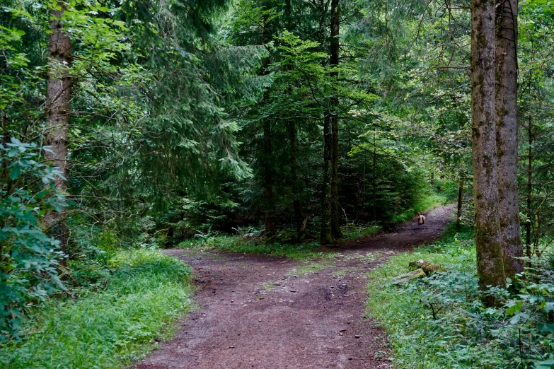 a pathway in a forest with trees on the other side